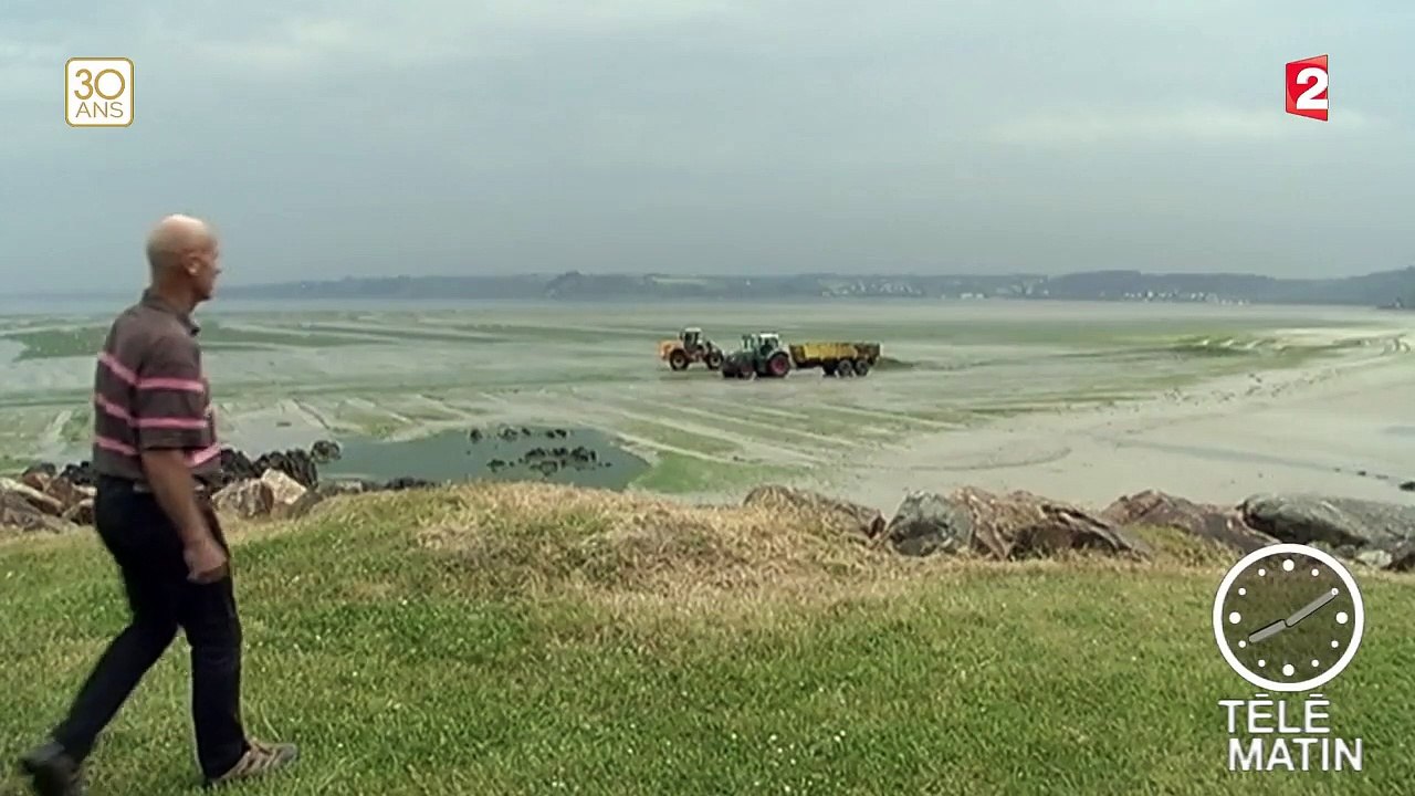 La prolifération des algues vertes inquiète de nouveau en Bretagne