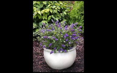 Greenwood Nursery Adds New Dwarf Butterfly Bush to Online Plant Catalog