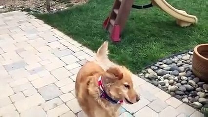 Ce chien est incapable d'attraper la nourriture qu'on lui envoie !