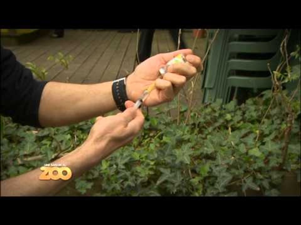 Une saison au zoo - Episode 9 (Saison 1)