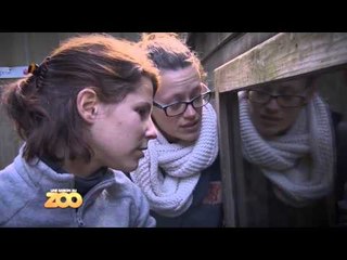 L'échelle, c'est trop compliqué pour Tyllie ! - S03E04