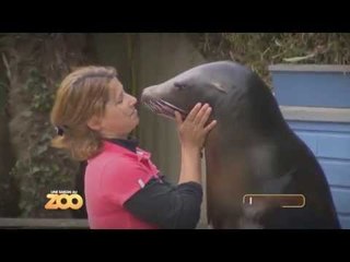 La relation de Bérénice avec les otaries - S03S43