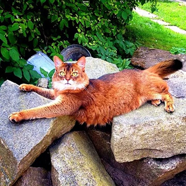 #animals #animal #pet #TagsForLikes #dog #cat #dogs #cats #photooftheday #cute #pets #instagood #a