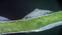 Hydra viridis, ampoules testiculaires