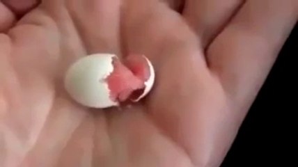 Tiny Baby Bird Hatching In Man's Hand
