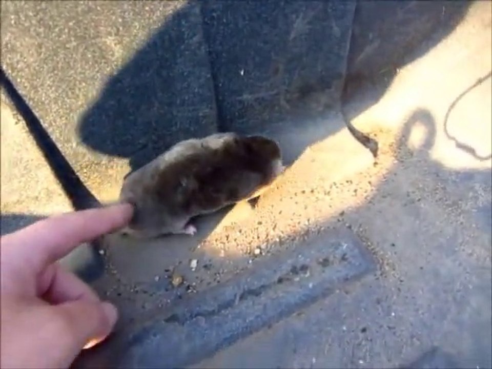 A mole digging a hole. Didn't know they burrowed so quickly.