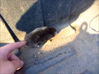 A mole digging a hole. Didn't know they burrowed so quickly.