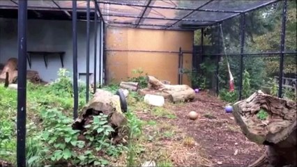 This snow leopard jump is just INCREDIBLE