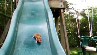 Cute Hamster Going Down A Slide - CRAZY!