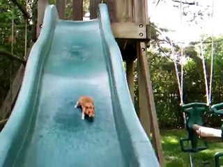 Cute Hamster Going Down A Slide - CRAZY!