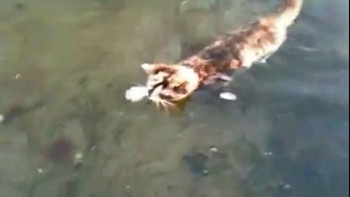 Swimming Cat In A Lake - FUNNY