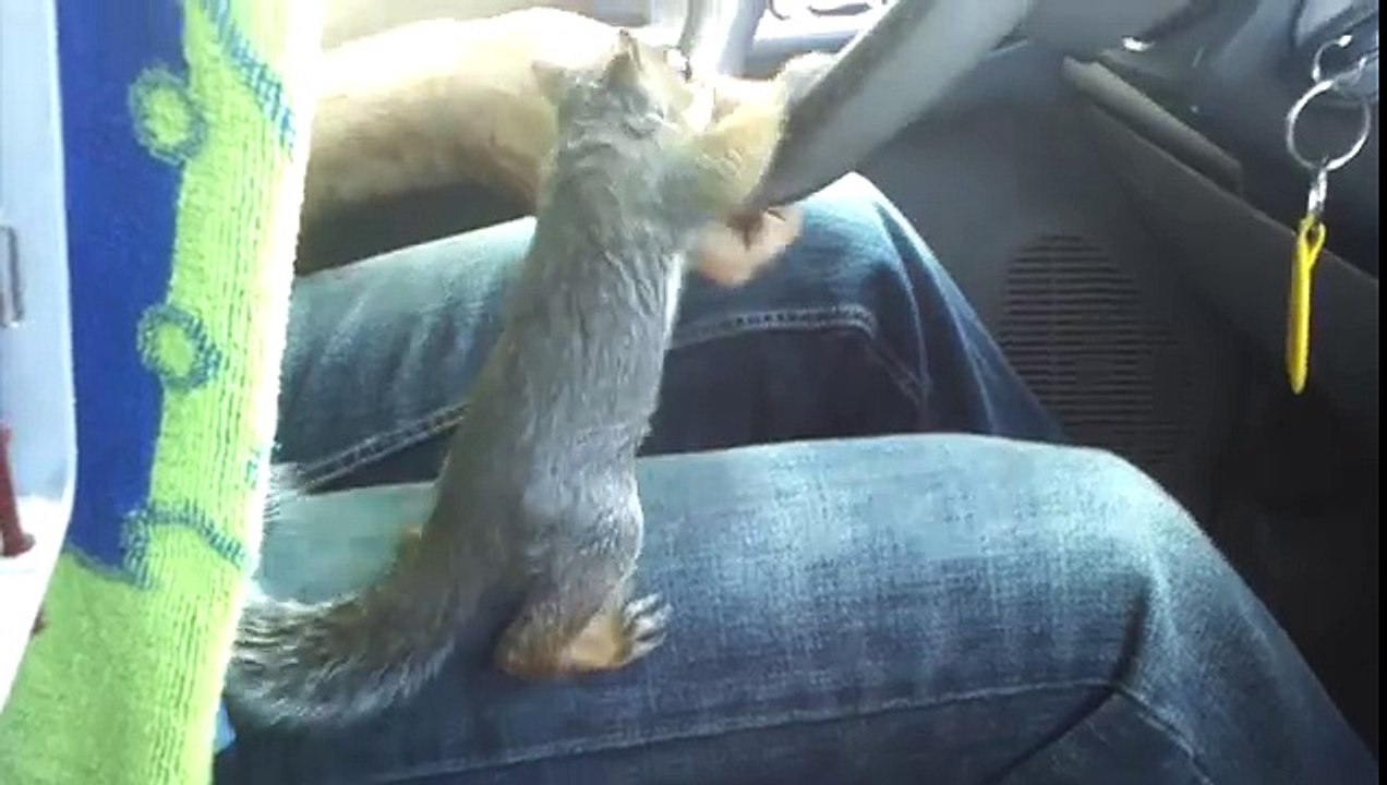 Funny Squirrel Driving Car