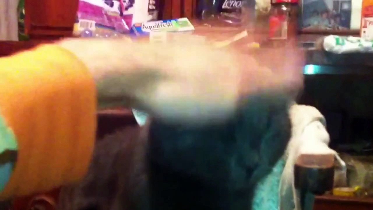 Crazy Cat Likes A Beating - WEIRD