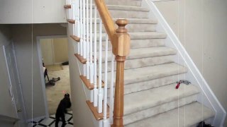 Funny Dog Chases Laser Up The Stairs - Funny!