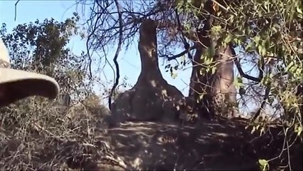 Leopard vs Warthog Intense Battle