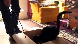 Crazy Funny Cats Playing In Cardboard Box