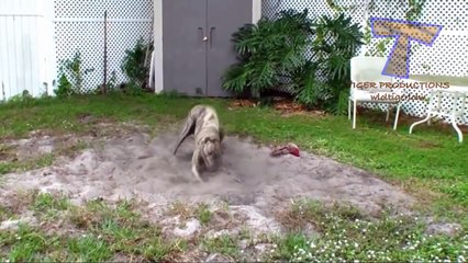 funny pranks - Weird and crazy dogs - Funny dog compilation - New Funny Video