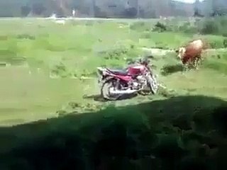 Bull tries having funn with motor bike