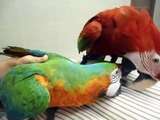 紅金剛 鸚鵡 and 斑色金剛 鸚鵡; Green winged macaw (male) and Harlequin Macaw (female) 2
