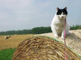 あたし、ねこ　チャム1x