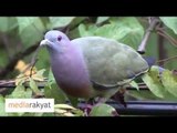 Pink-Necked Green Pigeon At Bukit Gasing