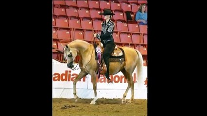 MJD Csolid Gold, Half-Arabian Western Mare For Sale
