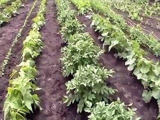 23-3-3 Nancy Today:  Our church community garden ASMR