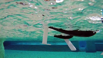 Parrot MiniDrones - Hydrofoil