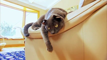 Yoda : Le chat à quatre oreilles