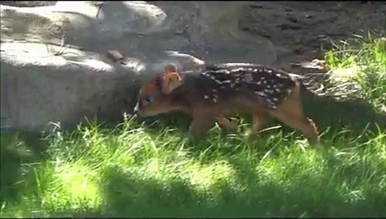Voici le plus petit pudu du monde !