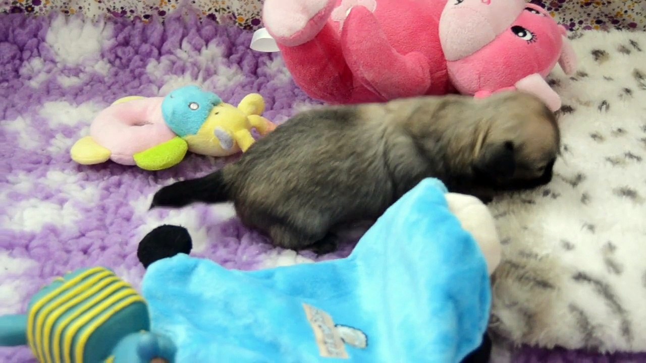 les 1ers pas de Léo, bébé chihuahua