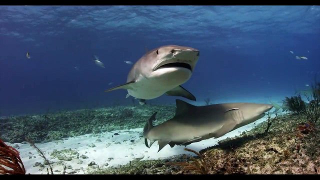 Une vidéo pour changer l'image des requins