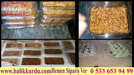 Un Kurdu Ve Morio Kurdu Üretimi www.balikkurdu.com