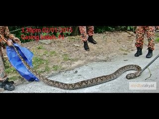 12-Foot Python Caught At Bukit Gasing On New Year's Day