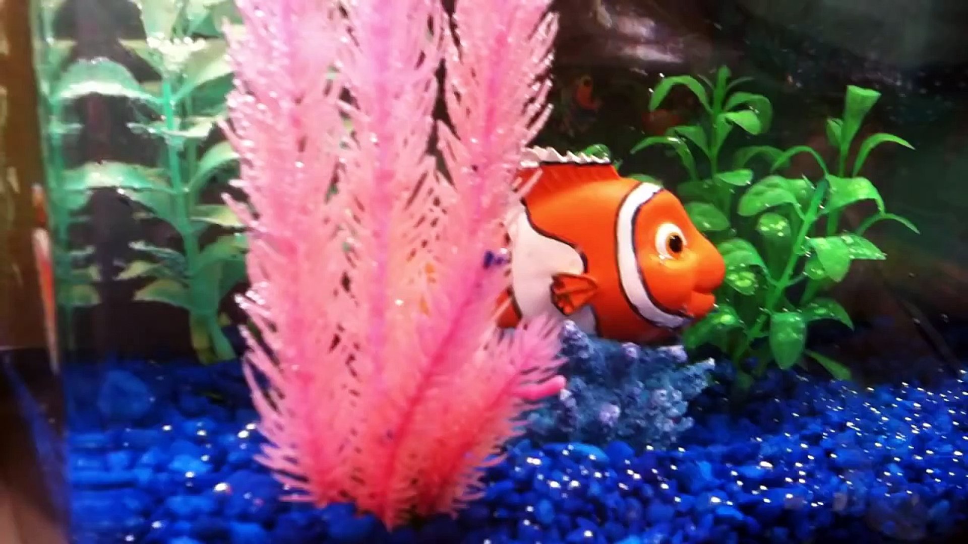 nemo fish petco