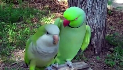 So lovely Parrot Saying 'Give Me A Kiss' and kissing his female