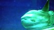 fish head: giant mola mola sunfish, monterey aquarium