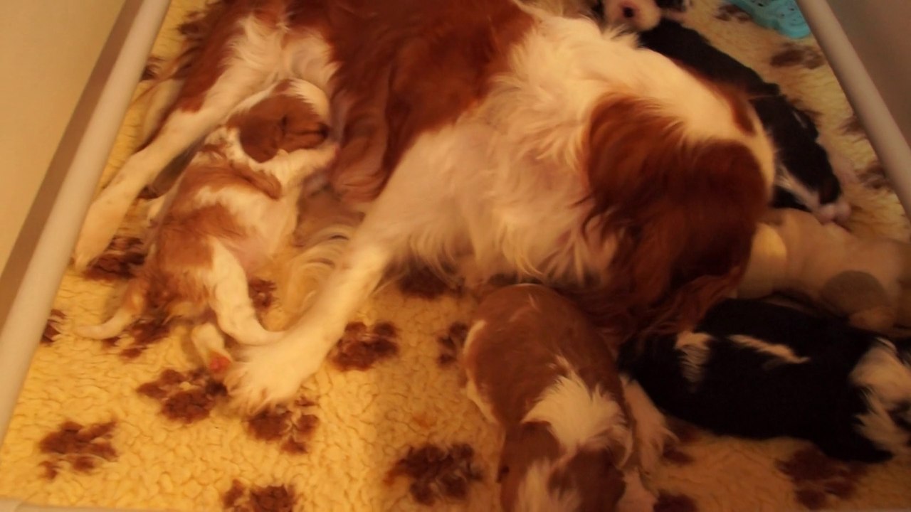 Bébés Dew des Beylias 2015 (J25)