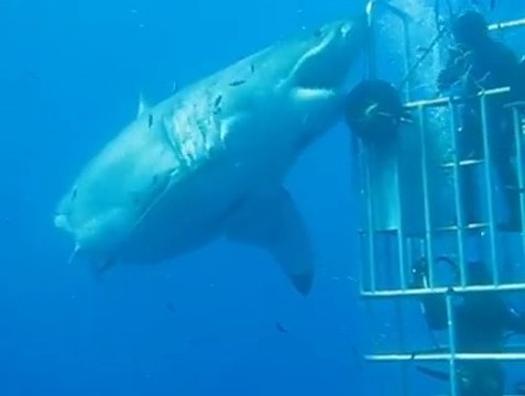 Le plus gros requin blanc du monde filmé au large du Mexique