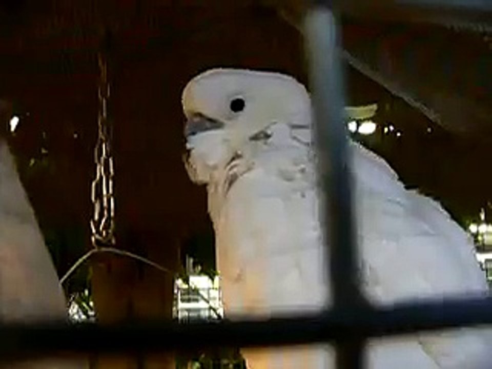 Parrot cursing "perkele"