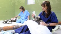 Clouded Leopard cubs play at Point Defiance Zoo & Aquarium