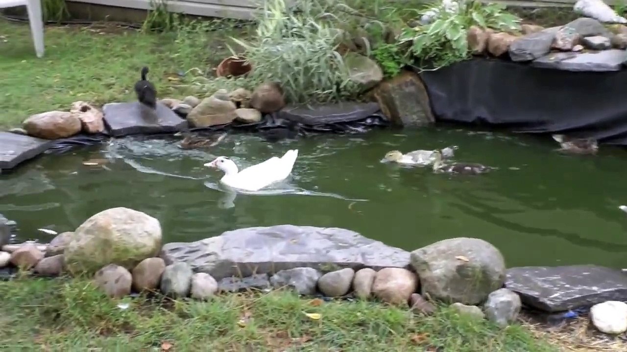 EPIC Duck War!