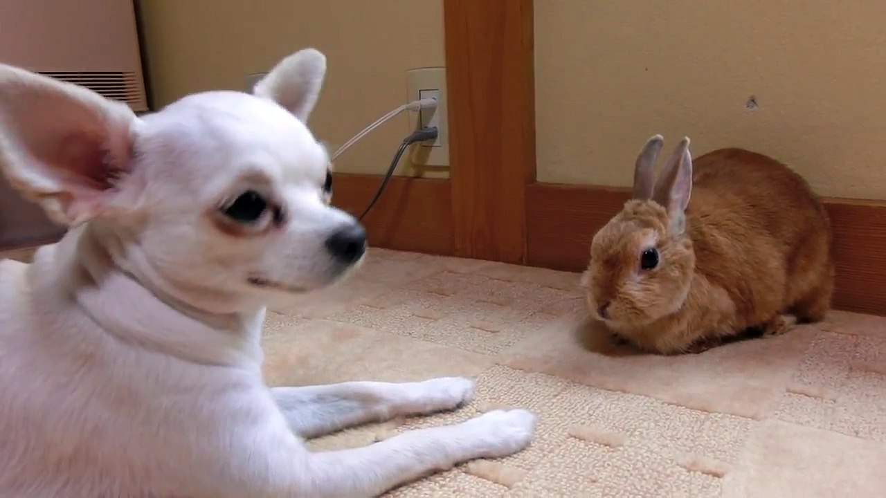 【おもしろすぎる部屋に出したうさぎへのチワワの反応】うさぎがはじめて部屋にいて戸惑うチワワ　