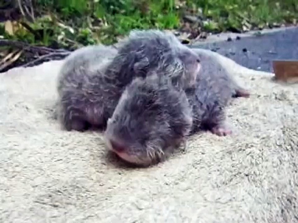 Naissance de deux bébés loutres au zoo d'Hirakawa, so cute !