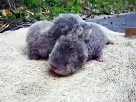 Naissance de deux bébés loutres au zoo d'Hirakawa, so cute !