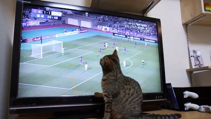 なでしこジャパンをサポートする猫 / Can not touch the ball マンチカン力丸