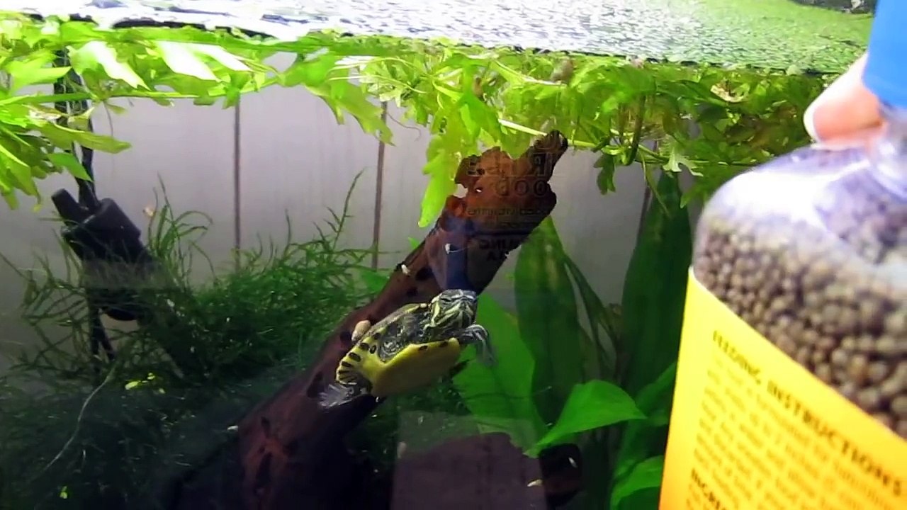 Baby yellow bellied slider begging for food