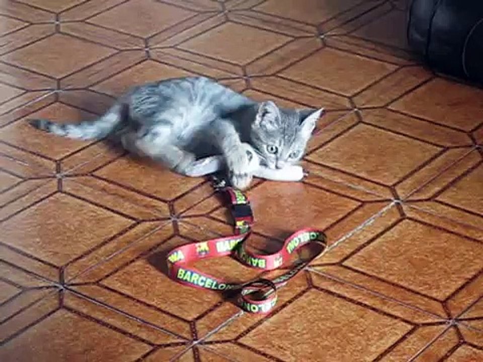 Il gattino e la scimmietta