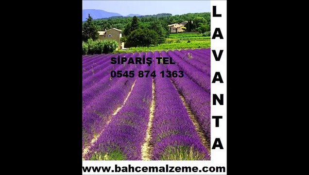 lavanta bitkisi,lavanta satışı,lavanta_bitkisi,lavanta_fiyatları,lavanta fiyatı,lavanta_bitkisi,lavanta çiçeği,lavanta üretimi,lavanta fidesi,Lavanta tohumu,lavanta ekimi,lavanta çiçeği tohumu