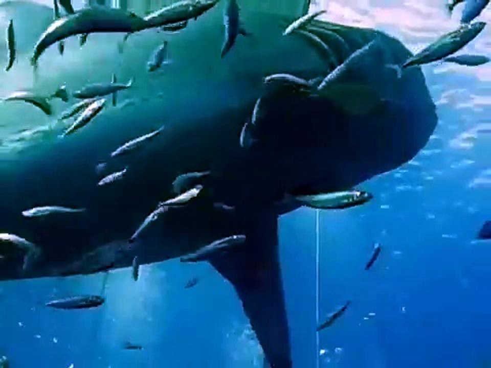L'un des plus grands requins blancs touchés par un plongeur